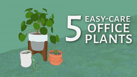 Plant Blog Header-01